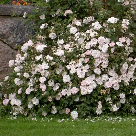 Alb cu tentă roz pal - trandafir perpetual hibrid